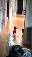 Ultimate Try Not to Laugh Challenge: Hilarious Dogs Edition!   #Funny  #Dog #Shorts