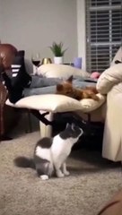 The Ultimate Cat Comedy Compilation  #Cat #Funny #Shorts