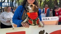 Manifestación en Sevilla para pedir la prohibición de la caza con perros