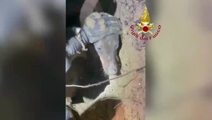 Dachshund trapped in hole after chasing fox freed by firefighters