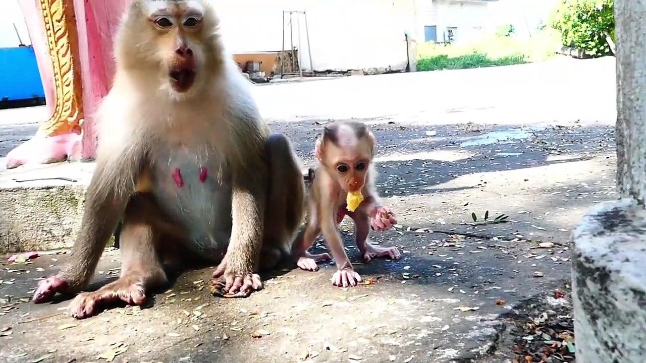 Rozy Rapidly Pulling By Tiny Baby Rockstar From Eating Foods With Cameraman (720p_25fps_H264-192kbit_AAC)