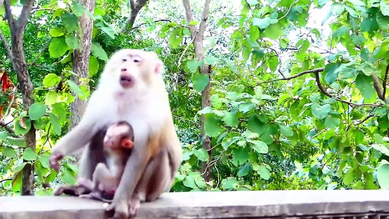 ROZY Warns ROCKY Who Comes To Disturbs In Finding Foods (720p_25fps_H264-192kbit_AAC)