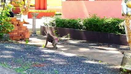 Sabe Were Seriously Attack By Two Powerful Female Monkeys, Sabe Was Held up And Pushed Down Terribly (720p_25fps_H264-192kbit_AAC)
