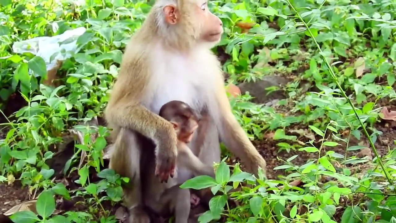 Sad Face, Mother SASHA and Child SACKY Feel Hungry and Looking Some Food from Cameramen (720p_25fps_H264-192kbit_AAC)