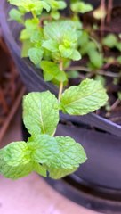 Live again after staying under shade