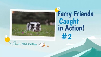 Furry Friends Caught in Action#2