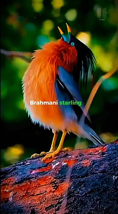 Amazing Fact About Brahminy Starling Bird!