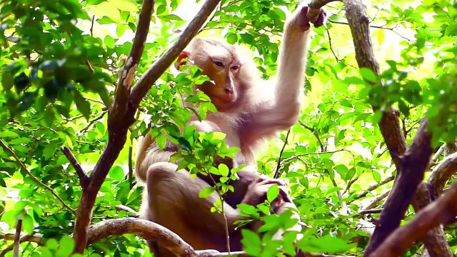 Sad SAD baby, Molia mistreat tiny Monaco strongly on high tree, Monaco try hard to move out (720p_25fps_H264-192kbit_AAC)