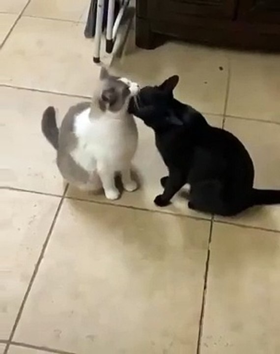 cute animal