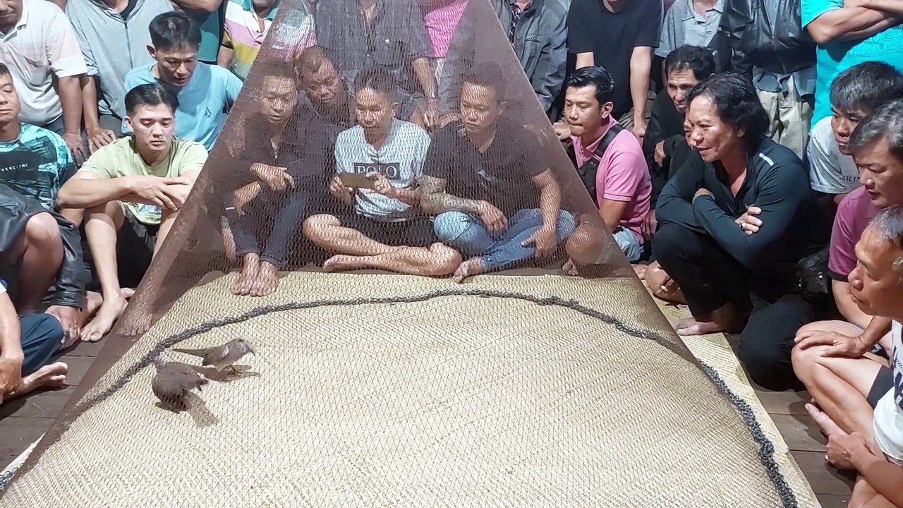 burung