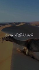 أَفَلَا يَنظُرُونَ إِلَى الْإِبِلِ كَيْفَ خُلِقَتْ) سورة الغاشية الشيخ عبد الباسط عبد الصمد) #قران_كريم   #quran_alkarim