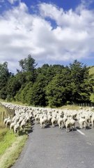 A New Zealand Traffic Jam