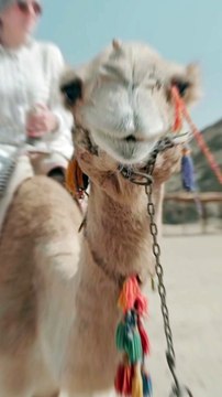 Camel riding Dubai Safari desert
