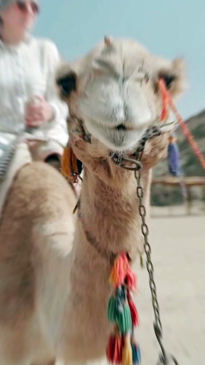 Camel riding Dubai Safari desert