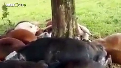 Más de 30 vacas amanecieron muertas en San Vicente del Caguán en el Caquetá