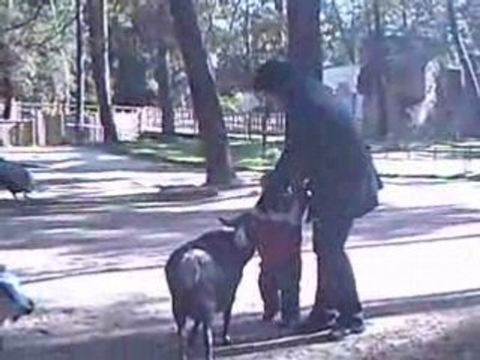 Antonin et les chèvres