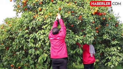 Hatay'da narenciye bahçeleri gençler tarafından toplanıyor