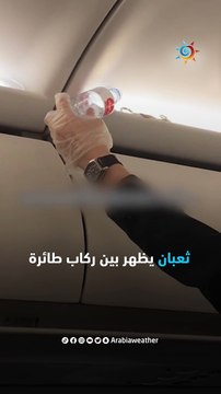 ثعبان يثير الرعب بين الركاب عثر عليه أحد ركاب الطائرة داخل صندوق العلوي للأمتعة