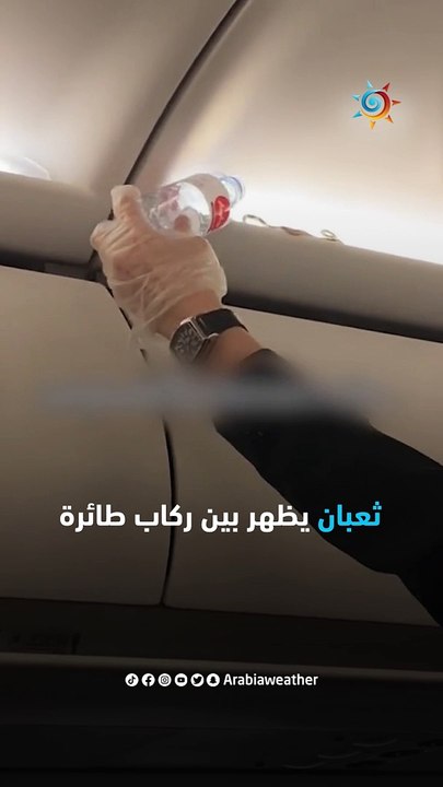 ثعبان يثير الرعب بين الركاب عثر عليه أحد ركاب الطائرة داخل صندوق العلوي للأمتعة