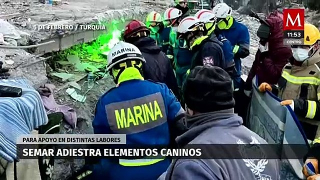 Semar continúa el adiestramiento de perros rescatistas; estos son algunos de ellos