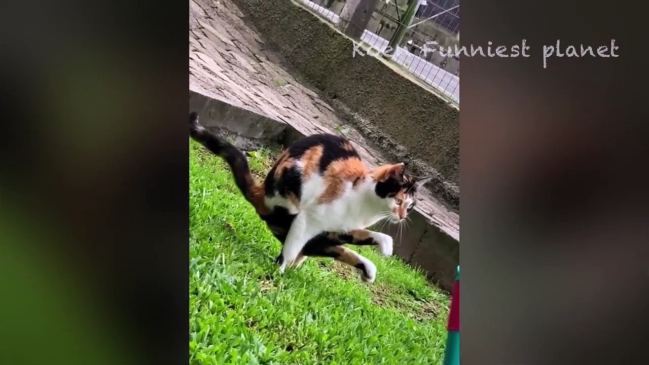 Funny Dogs And Cats Videos 2024  - Best Funniest Animal Videos