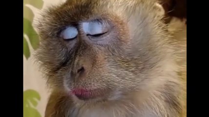 Funniest Monkey  -  cute and funny monkey videos Full HD