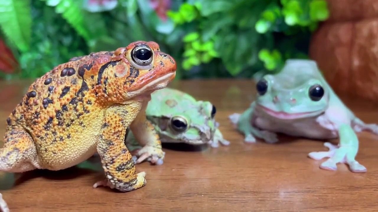 樹蛙：你丫下來！   樹蛙：你丫下來！   By 魔术师晓东   Facebook