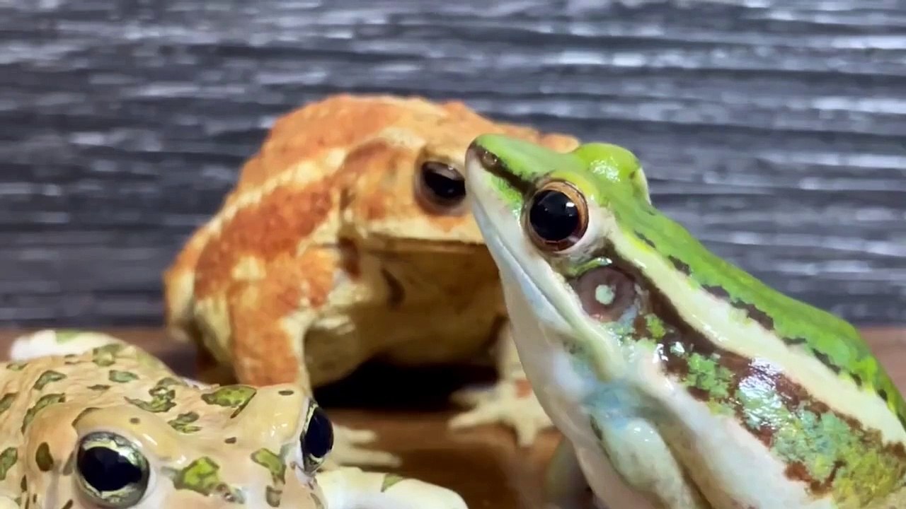 樹蛙：你特么真臭！ #樹蛙   樹蛙：你特么真臭！ #樹蛙   By 魔术师晓东   Facebook