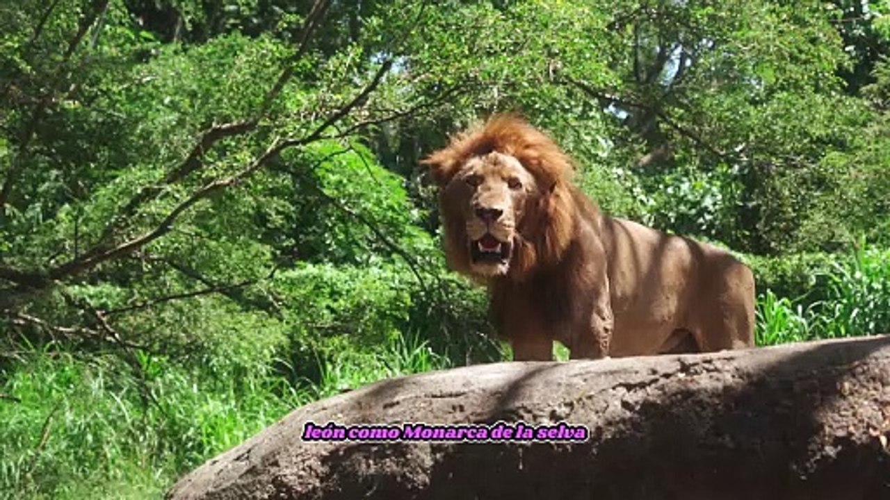 El Rey León y su Dominio en la Selva