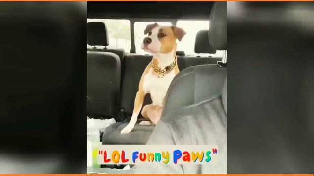 حيوانات مضحكة قطط مضحكة قطط لطيف كلاب مضحكة