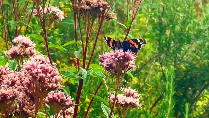 Pamela Storch - Finding Safety (Official 4K Music Video)