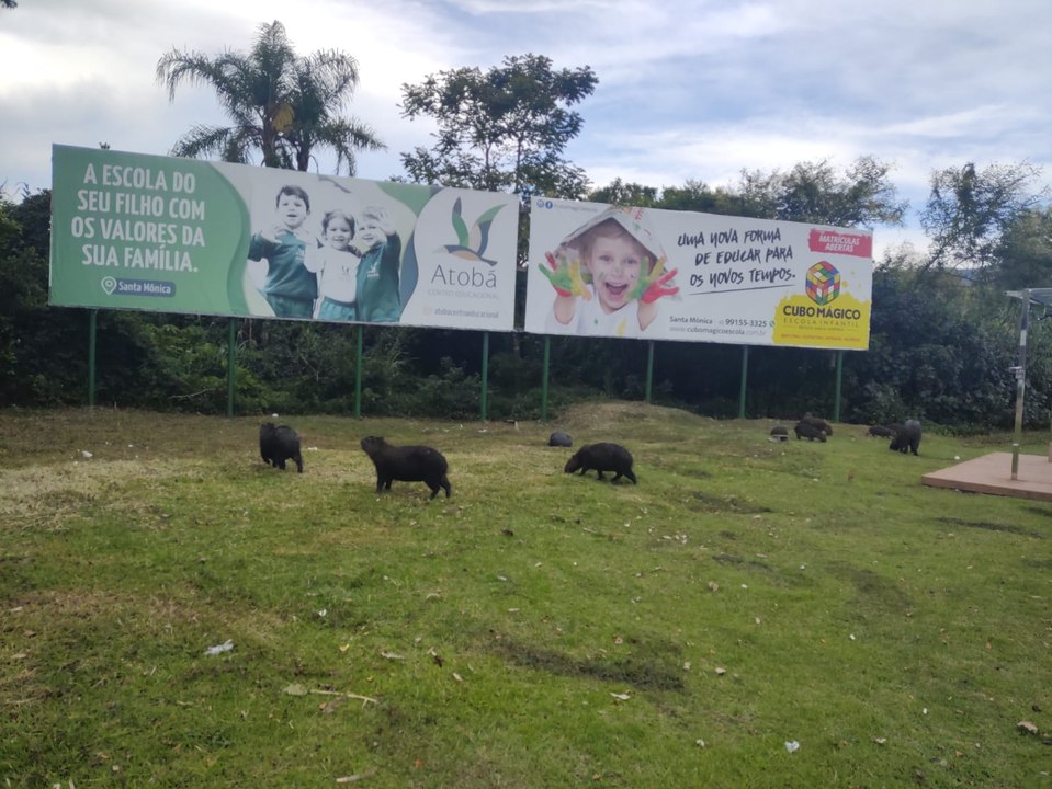 Grupo de capivaras chama a atenção em rua movimentada de Florianópolis