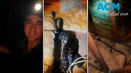 Family of pythons discovered in Queensland roof