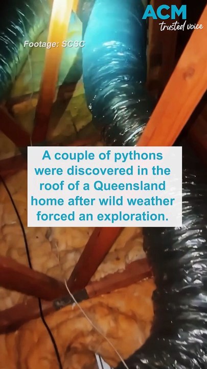 Family of pythons discovered in Queensland roof