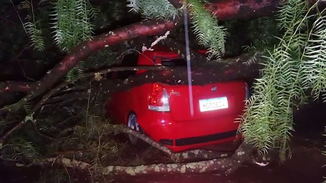 Árvore cai em cima de veículo no Bairro Guarujá, em Cascavel