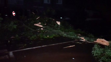 Bairro Neva em apagão após árvore cair na fiação