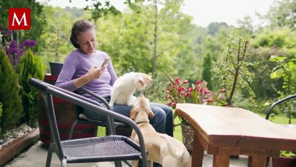 Así puedes armar un botiquín casero para tus mascotas y actuar rápido en una emergencia