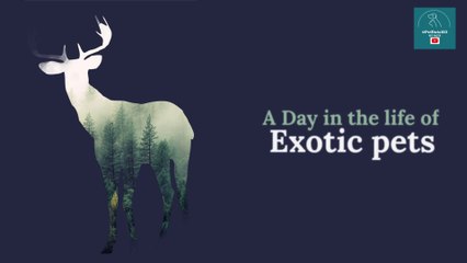 A Day in the Life of Exotic Pets Revealed!
