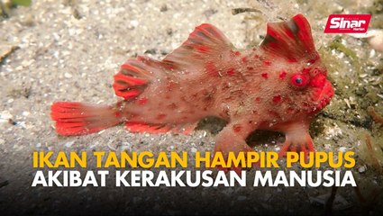 Ikan tangan hampir pupus akibat kerakusan manusia
