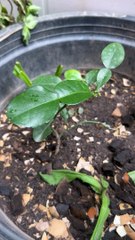 Can it live longer and grow up?