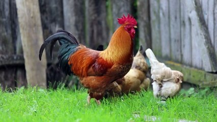 Farm animal sounds, Who Will Be the Loudest_! @farmanimals