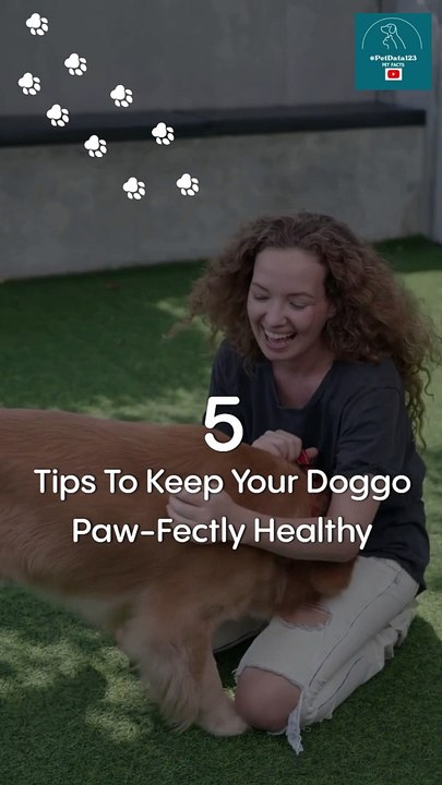 5 tips for Dog Health