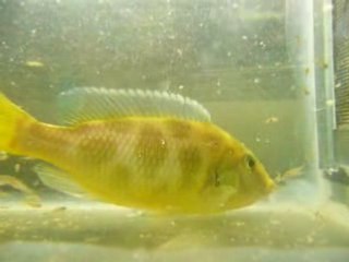 Vidéos du 2 avril 2008 021