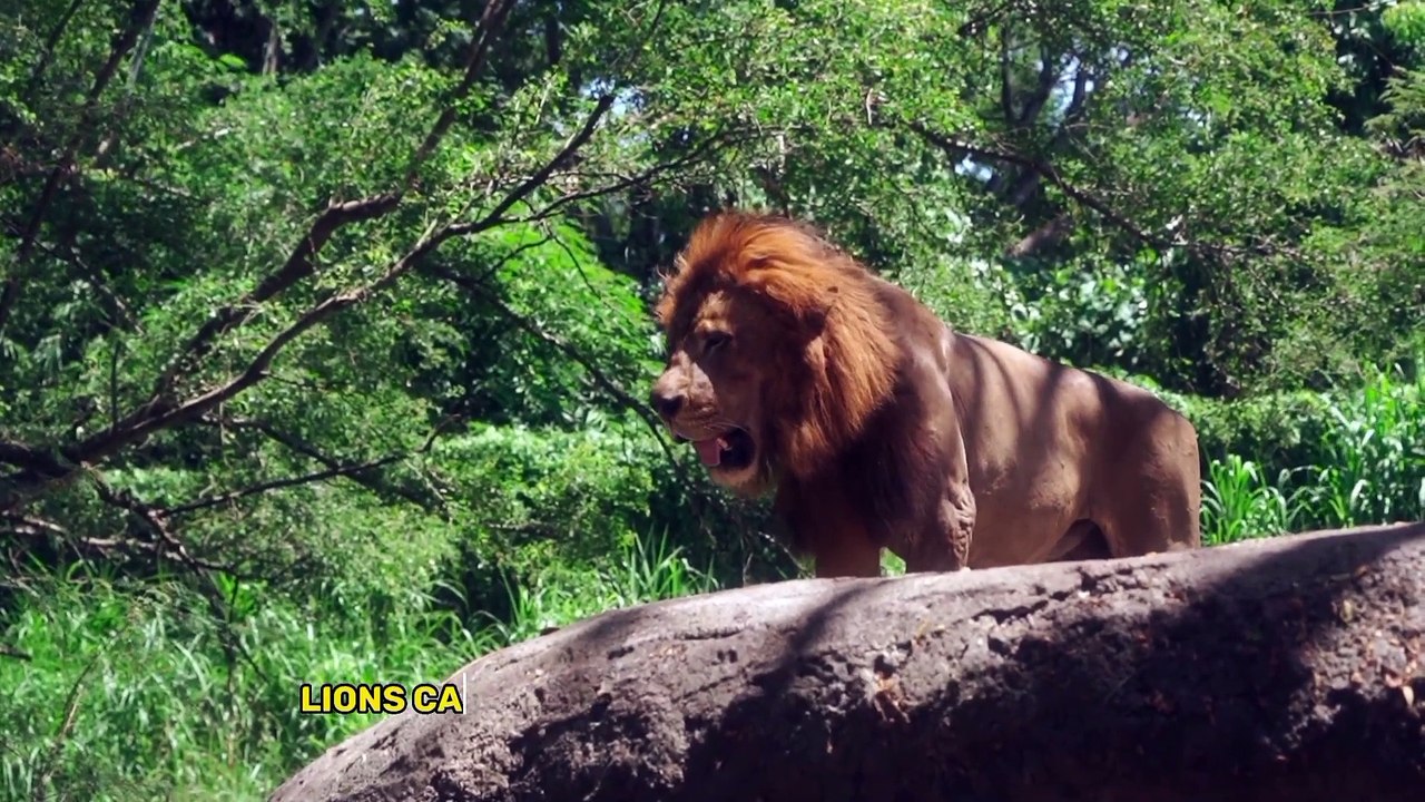 4 Types of Lions Around the World @lions