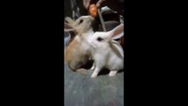 Cute Baby Rabbit Funny Video, Rabbit Funny Video, Animals Video, Animals Funny Video,Funny Animals #Animalsvideo#Rabbit
