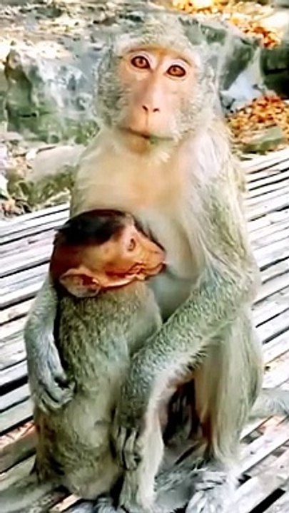 Honuman Moment Of Funny Video, Mankey Reaction Video, Hindi Video, New Trending Video, New Viral Video, Animals Shorts #Mankeyvideo#Animalsvideo