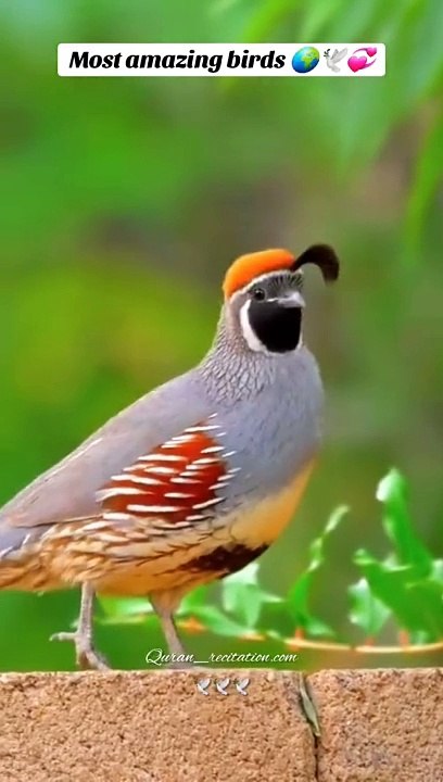 AlQuran  "Mesmerizing Quran Talawat