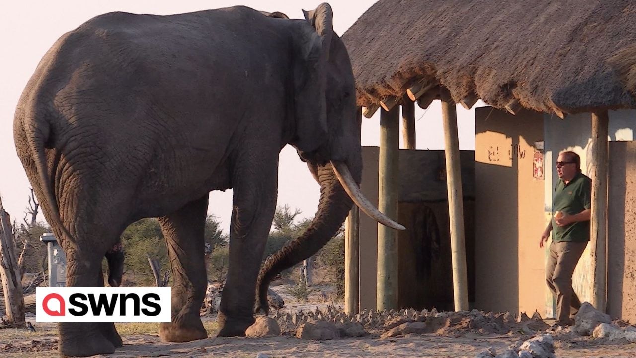 Camper bekommt Riesenschreck, als ihn beim Verlassen der Toilette ein riesiger Elefant begrüßte