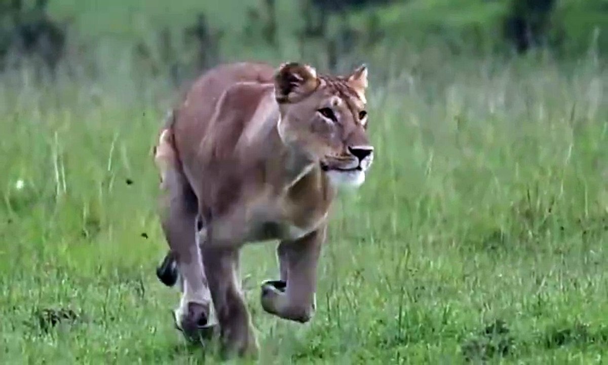 Lioness Power