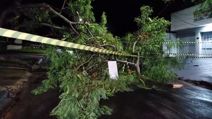 Árvore cai e interdita Rua Casemiro de Abreu no Alto Alegre